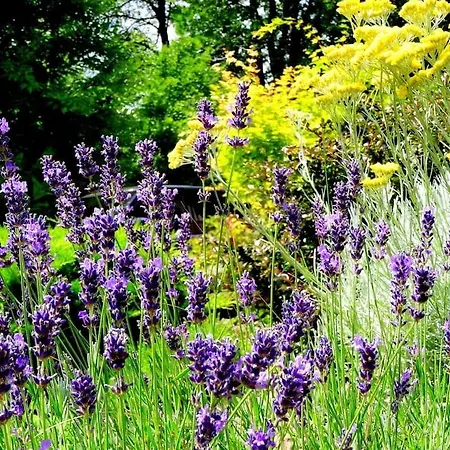 Magicmaros - Unforgettable View From Csodahaz Дом отдыха *